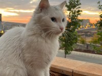 KEDİMİZ ZEYNEP İÇİN YENİ BİR EV