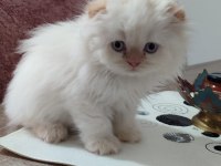 Teslime hazır scottish fold yavrular