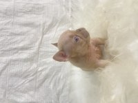 Renkli Gözlü Irk Garantili French Bulldog Yavrularım