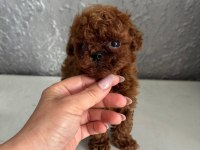 Micro Teacup KOREAN DARK BROWN Poodle yavrularımız