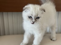 En güzel scottish fold yavrumuzu canlı görün