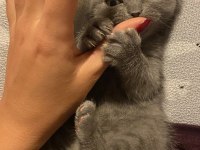 Son scottish fold bebek yeni yuvasını arıyor