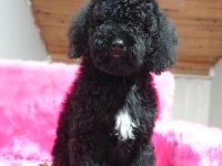 Poodle köpek sahiplendirme 7 aylık