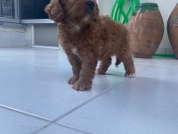 IRK VE SAĞLIK GARANTİ MALTİPOO YAVRUMUZ
