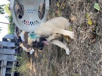 Mükemmel anatomi Kangal yavrular