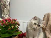 British shorthair kedimiz