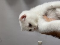 Scottish fold dişi