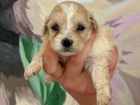 Maltipoo bebeklerimiz