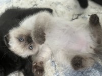 6 adet yavru kedimiz darıca merkezdeyiz