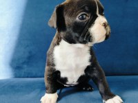 Maskeli french bulldog yavruları
