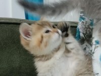 Scottish Fold Yaramazlar