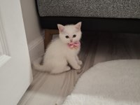 Scottish fold yavru sahiplendirmek istiyorum 5 aylık
