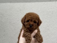 Kore Kan Poodle Bebekleri