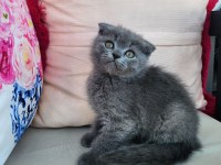 KOCAELİ DARICA MİNİK PATİ KEDİLER