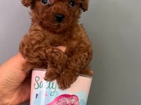 30 gün sonra sütten kesilecek poodle