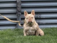 Yetişkin kaliteli french bulldog eğitimli