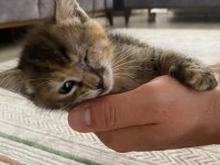 Ücretsiz Sahiplendirme Sevgi Dolu Dişi Yavru Kedimiz