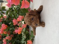 Toy poodle bebekler