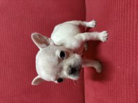 Yavru french bulldog