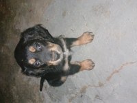 2 adet dişi yavru köpeğimiz