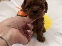 Toy Poodle Yavrularımız