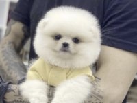 Pomeranian Boo Köpekler