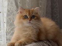 Erkek Aslan British Longhair