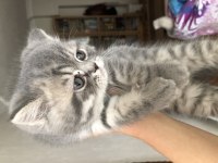 Gri british shorthair yavru kedim