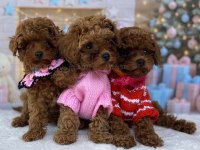 SEVİMLİ TOY POODLE YAVRUSU