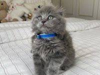 İnsan Delisi Scottish Fold Yavrularımız