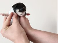 Anne altında A kalite chihuahua yavrular
