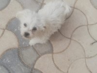 Sus köpeği