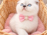 Mavi gözlü blue point scottish fold yavrular