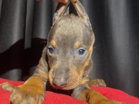Son dişi blue doberman yavru
