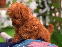 TOY POODLE ERKEK VE DİŞİ