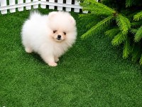 TEACUP POMERANİAN ERKEK YAVRU