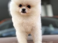A Class Üst Düzey Pomeranian Yavrular
