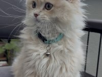 British longhair cy11 anne baba şecereli yavru