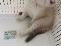 Erkek scottish british yavrular