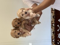 Sağlıklı orijinal maltipoo