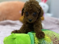 Siyah red ve red brown dişi erkek poodle yavrularımız