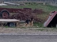 5 Aylık alman kurdu