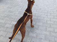 Dişi doberman