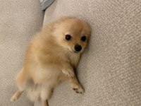 7 aylık dişi pomeranian