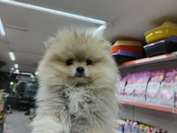 Yeni yuvalarına gitmeye hazır pomeranian
