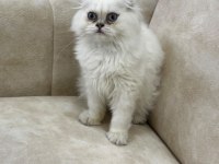 A kalite safkan scottish fold longhair silver point erkek