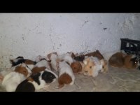 Ginepig ve tavşan çiftliği