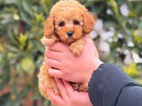 2 aylık altın dişi toy poodle yavrumuz