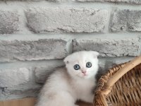 Scottish fold