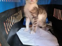 Veteriner kliniği ücretsiz kedi sahiplendirme